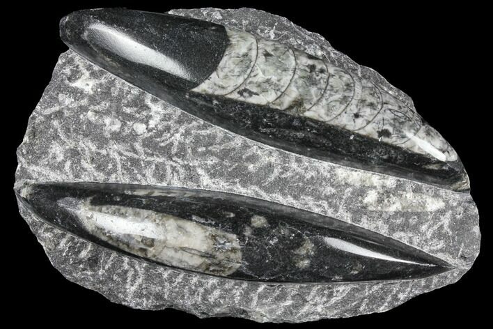 Polished Orthoceras (Cephalopod) Fossils - Morocco #96613